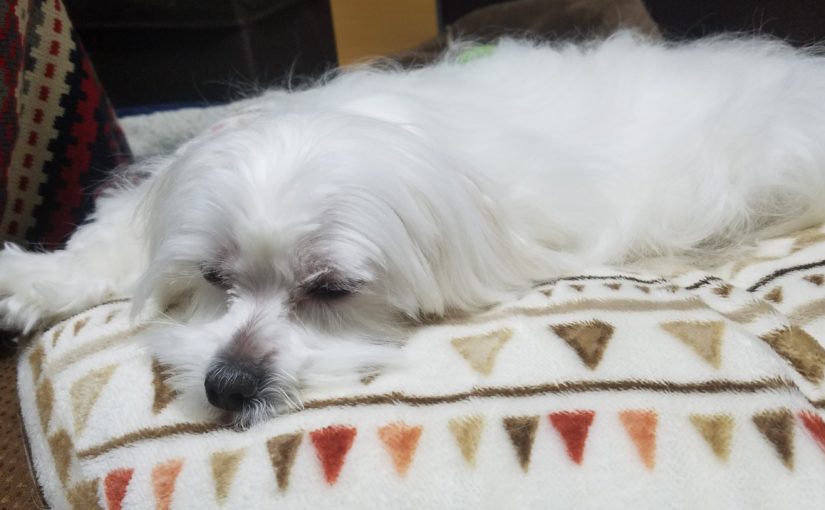 【これをそろえればOK！】犬を初めて飼うときに必要なもの(初期セット)